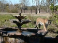 Animal Kingdom Tiger