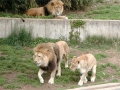 Active Lions at the National Zoo