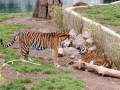 Baby Tigers