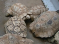 I think I saw these turtles on Star Trek